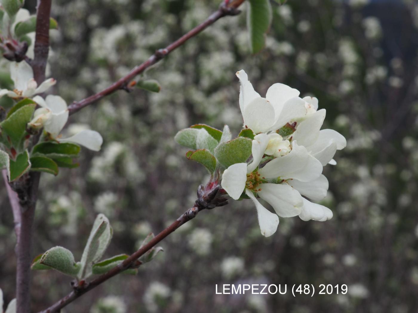 Amelanchier flower